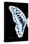 Miss Butterfly Graphium - X-Ray Left Black Edition-Philippe Hugonnard-Stretched Canvas