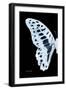 Miss Butterfly Graphium - X-Ray Left Black Edition-Philippe Hugonnard-Framed Photographic Print