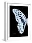 Miss Butterfly Graphium - X-Ray Left Black Edition-Philippe Hugonnard-Framed Photographic Print