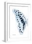 Miss Butterfly Graphium - X-Ray Left White Edition-Philippe Hugonnard-Framed Photographic Print