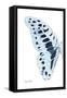 Miss Butterfly Graphium - X-Ray Left White Edition-Philippe Hugonnard-Framed Stretched Canvas