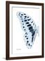 Miss Butterfly Graphium - X-Ray Left White Edition-Philippe Hugonnard-Framed Photographic Print