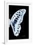 Miss Butterfly Graphium - X-Ray Right Black Edition-Philippe Hugonnard-Framed Photographic Print