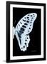 Miss Butterfly Graphium - X-Ray Right Black Edition-Philippe Hugonnard-Framed Photographic Print