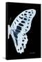 Miss Butterfly Graphium - X-Ray Right Black Edition-Philippe Hugonnard-Framed Stretched Canvas