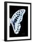 Miss Butterfly Graphium - X-Ray Right Black Edition-Philippe Hugonnard-Framed Photographic Print