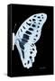 Miss Butterfly Graphium - X-Ray Right Black Edition-Philippe Hugonnard-Framed Stretched Canvas