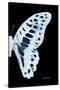 Miss Butterfly Graphium - X-Ray Right Black Edition-Philippe Hugonnard-Stretched Canvas