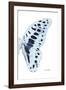 Miss Butterfly Graphium - X-Ray Right White Edition-Philippe Hugonnard-Framed Photographic Print