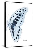 Miss Butterfly Graphium - X-Ray Right White Edition-Philippe Hugonnard-Framed Stretched Canvas