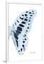 Miss Butterfly Graphium - X-Ray Right White Edition-Philippe Hugonnard-Framed Photographic Print