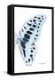 Miss Butterfly Graphium - X-Ray Right White Edition-Philippe Hugonnard-Framed Stretched Canvas