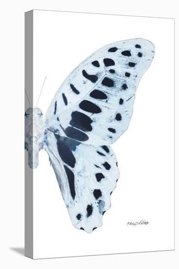 Miss Butterfly Graphium - X-Ray Right White Edition-Philippe Hugonnard-Stretched Canvas