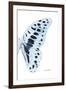 Miss Butterfly Graphium - X-Ray Right White Edition-Philippe Hugonnard-Framed Premium Photographic Print