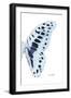 Miss Butterfly Graphium - X-Ray Right White Edition-Philippe Hugonnard-Framed Photographic Print