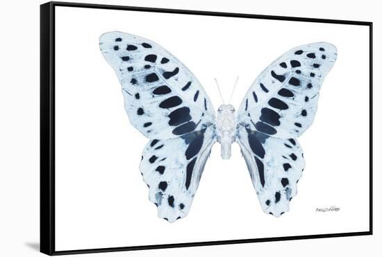 Miss Butterfly Graphium - X-Ray White Edition-Philippe Hugonnard-Framed Stretched Canvas