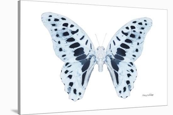 Miss Butterfly Graphium - X-Ray White Edition-Philippe Hugonnard-Stretched Canvas