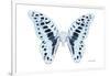 Miss Butterfly Graphium - X-Ray White Edition-Philippe Hugonnard-Framed Photographic Print