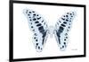 Miss Butterfly Graphium - X-Ray White Edition-Philippe Hugonnard-Framed Photographic Print