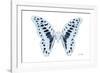 Miss Butterfly Graphium - X-Ray White Edition-Philippe Hugonnard-Framed Photographic Print