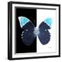 Miss Butterfly Hebomoia Sq - X-Ray B&W Edition-Philippe Hugonnard-Framed Photographic Print