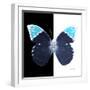 Miss Butterfly Hebomoia Sq - X-Ray B&W Edition-Philippe Hugonnard-Framed Photographic Print