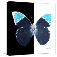 Miss Butterfly Hebomoia Sq - X-Ray B&W Edition-Philippe Hugonnard-Stretched Canvas