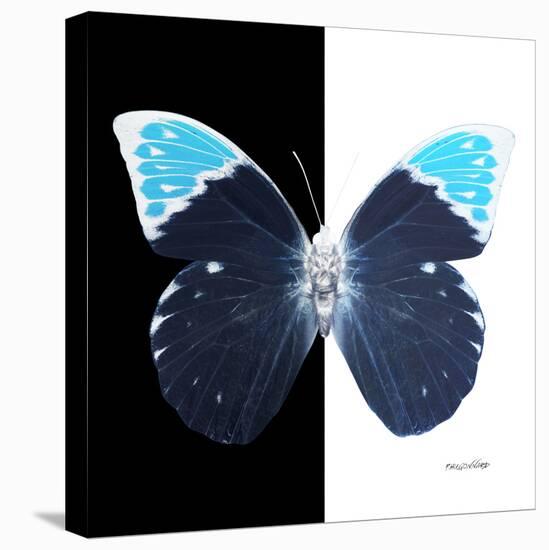 Miss Butterfly Hebomoia Sq - X-Ray B&W Edition-Philippe Hugonnard-Stretched Canvas