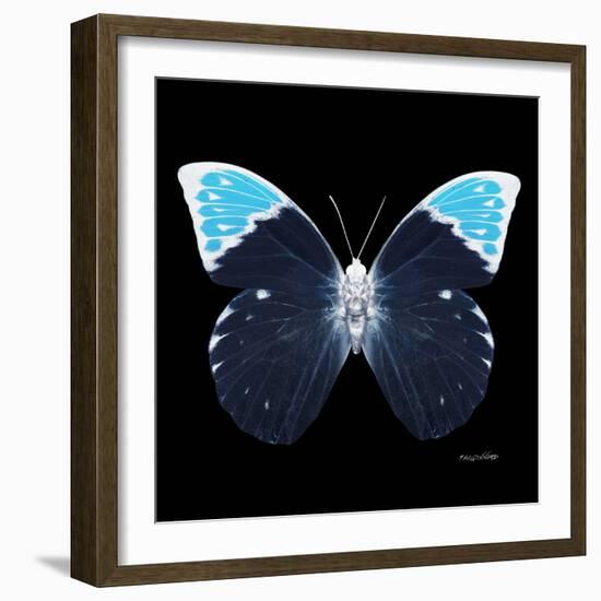 Miss Butterfly Hebomoia Sq - X-Ray Black Edition-Philippe Hugonnard-Framed Photographic Print
