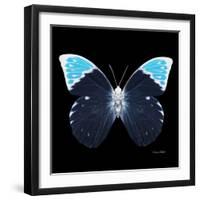 Miss Butterfly Hebomoia Sq - X-Ray Black Edition-Philippe Hugonnard-Framed Photographic Print