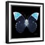 Miss Butterfly Hebomoia Sq - X-Ray Black Edition-Philippe Hugonnard-Framed Photographic Print