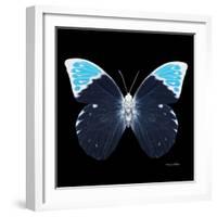 Miss Butterfly Hebomoia Sq - X-Ray Black Edition-Philippe Hugonnard-Framed Photographic Print