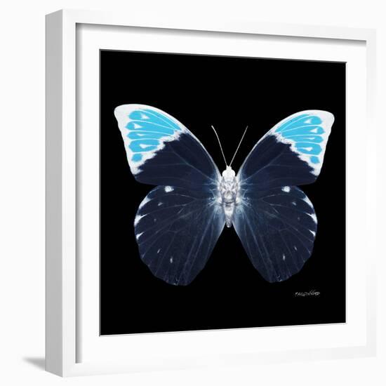 Miss Butterfly Hebomoia Sq - X-Ray Black Edition-Philippe Hugonnard-Framed Photographic Print