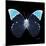 Miss Butterfly Hebomoia Sq - X-Ray Black Edition-Philippe Hugonnard-Mounted Photographic Print