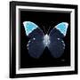 Miss Butterfly Hebomoia Sq - X-Ray Black Edition-Philippe Hugonnard-Framed Photographic Print