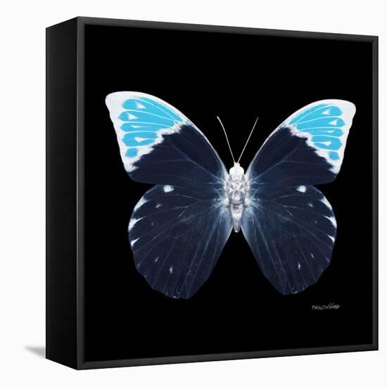 Miss Butterfly Hebomoia Sq - X-Ray Black Edition-Philippe Hugonnard-Framed Stretched Canvas