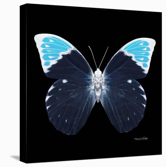 Miss Butterfly Hebomoia Sq - X-Ray Black Edition-Philippe Hugonnard-Stretched Canvas