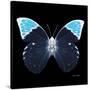 Miss Butterfly Hebomoia Sq - X-Ray Black Edition-Philippe Hugonnard-Stretched Canvas