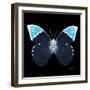 Miss Butterfly Hebomoia Sq - X-Ray Black Edition-Philippe Hugonnard-Framed Photographic Print