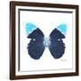 Miss Butterfly Hebomoia Sq - X-Ray White Edition-Philippe Hugonnard-Framed Photographic Print
