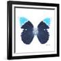 Miss Butterfly Hebomoia Sq - X-Ray White Edition-Philippe Hugonnard-Framed Photographic Print