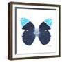 Miss Butterfly Hebomoia Sq - X-Ray White Edition-Philippe Hugonnard-Framed Photographic Print