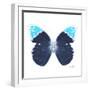 Miss Butterfly Hebomoia Sq - X-Ray White Edition-Philippe Hugonnard-Framed Photographic Print