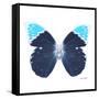 Miss Butterfly Hebomoia Sq - X-Ray White Edition-Philippe Hugonnard-Framed Stretched Canvas