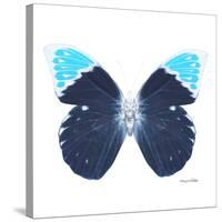 Miss Butterfly Hebomoia Sq - X-Ray White Edition-Philippe Hugonnard-Stretched Canvas