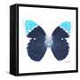 Miss Butterfly Hebomoia Sq - X-Ray White Edition-Philippe Hugonnard-Framed Stretched Canvas