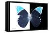 Miss Butterfly Hebomoia - X-Ray B&W Edition-Philippe Hugonnard-Framed Stretched Canvas