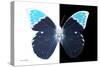 Miss Butterfly Hebomoia - X-Ray B&W Edition-Philippe Hugonnard-Stretched Canvas