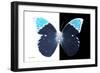 Miss Butterfly Hebomoia - X-Ray B&W Edition-Philippe Hugonnard-Framed Photographic Print