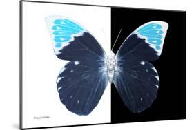 Miss Butterfly Hebomoia - X-Ray B&W Edition-Philippe Hugonnard-Mounted Photographic Print